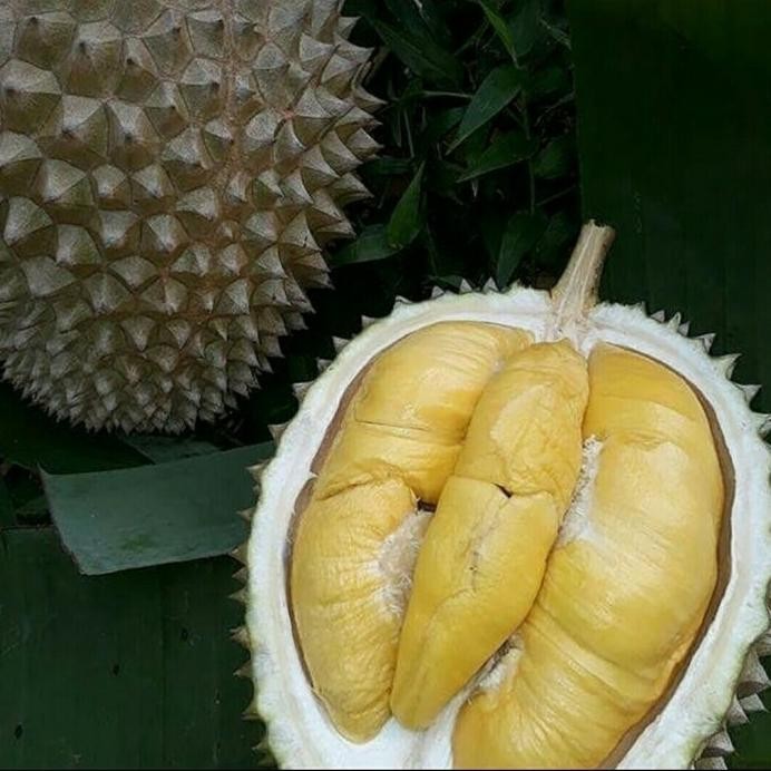 

Terlaris Bibit Durian Musangking Kaki 3 Super Cepat Berbuah