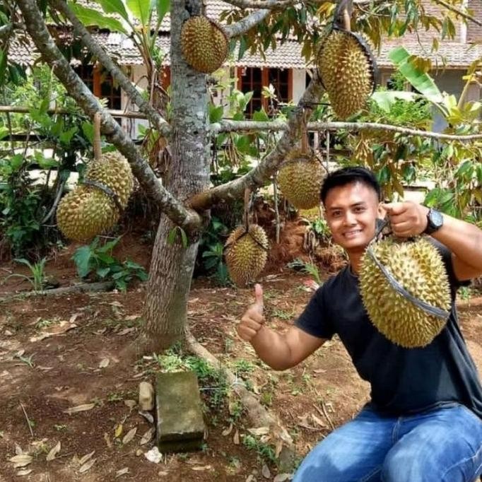 

Terlaris Bibit Tanaman Durian Bawor Unggul Hasil Okulasi - Siap Dipesan