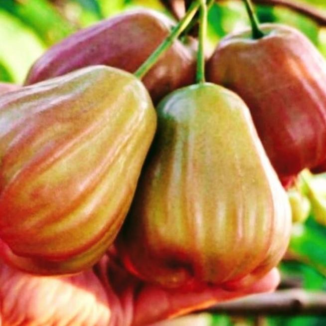 

Terlaris Bibit Jambu Air Bajang Leang