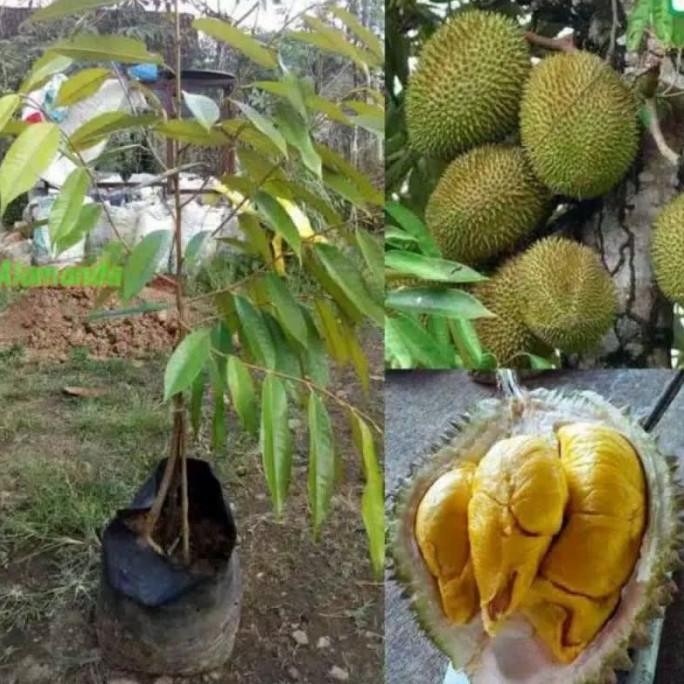 

Terlaris Promo Bibit Durian Musangkig Kaki 3 Super Murah