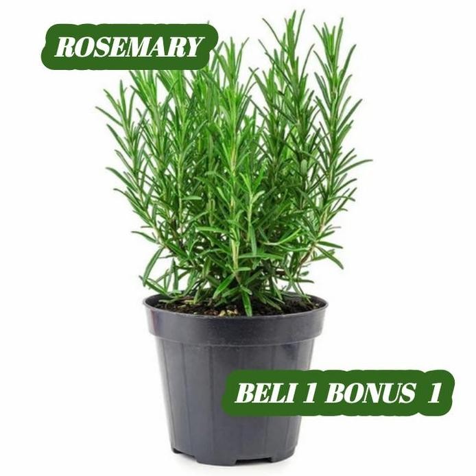 

Terlaris Bibit Rosemary Herbal