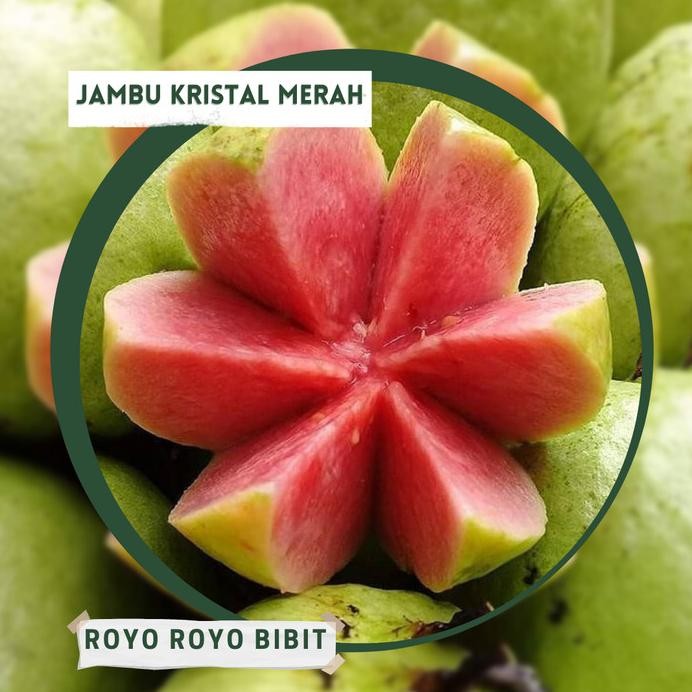

Terlaris Bibit Jambu Biji Red Diamond \ Kristal Merah Unggul