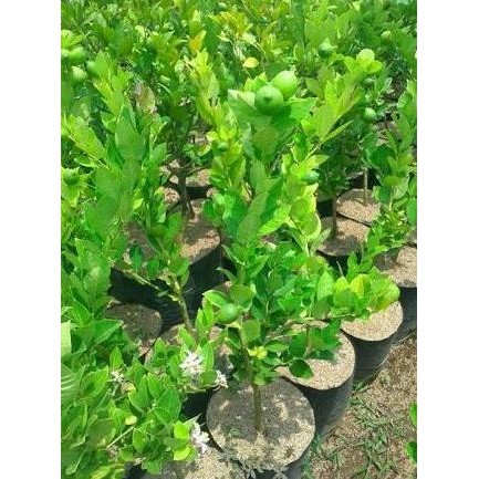 

Terlaris Bibit Jeruk Nipis Sedang Berbunga Atau Berbuah