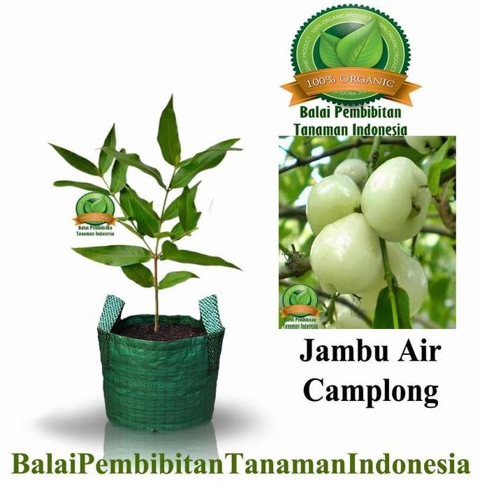 

Terlaris Bibit Jambu Air Camplong / Bibit Buah / Tanaman