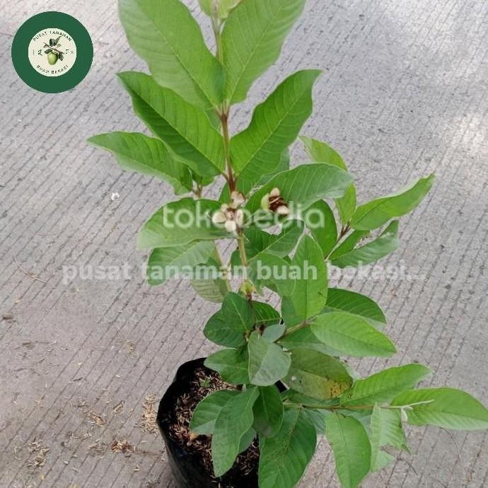 

Terlaris Tanaman Bibit Unggul Jambu Biji