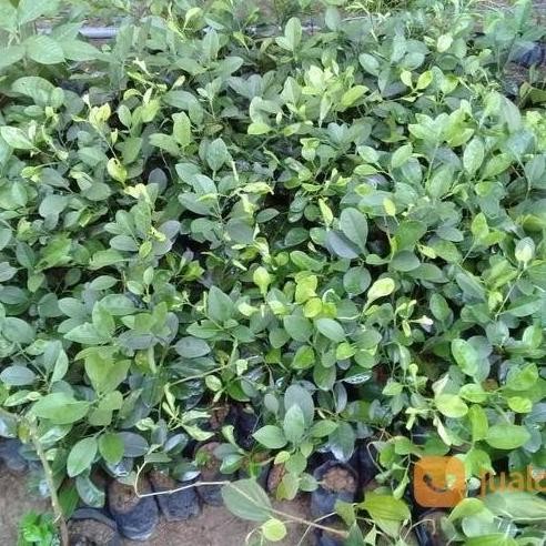 

Terlaris Bibit Jeruk Nipis Lokal Berbuah