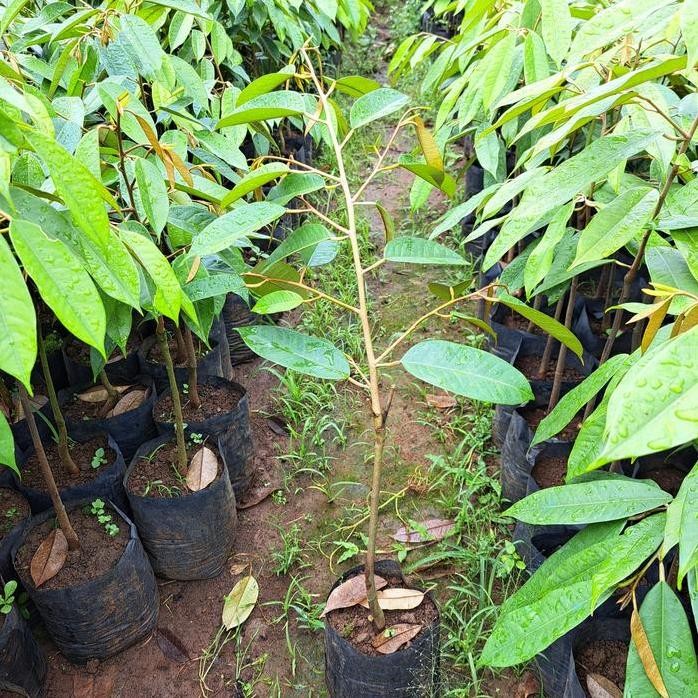 

Terlaris Bibit Durian Bawor