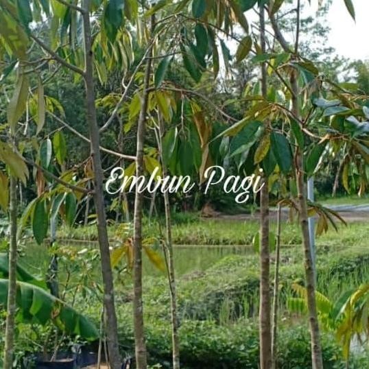 

Terlaris Bibit Pohon Durian Musang King Dongkelan