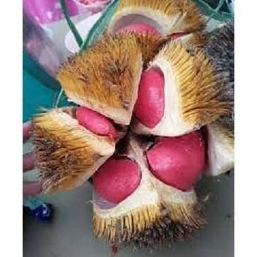 

Terlaris Bibit Durian Merah Kaki Tiga Super Siap Tanam