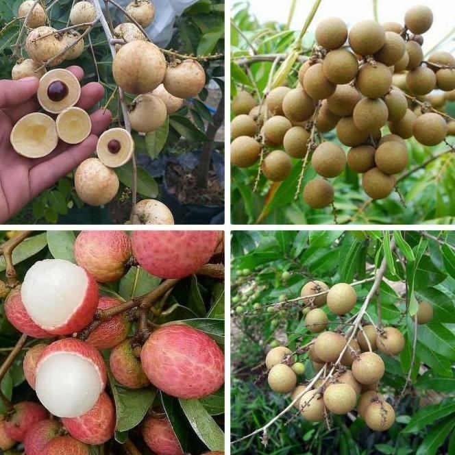 

Terlaris Paket 4 Bibit Kelengkeng Merah - Matalada - Aroma Durian - Puangray