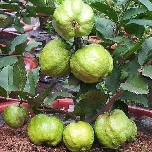 

Terlaris Bibit Jambu Kristal Cangkok