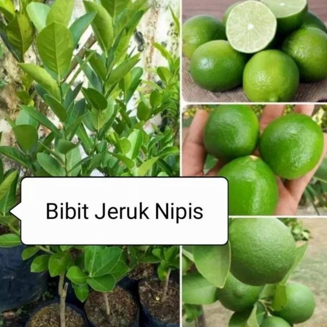 

Terlaris Bibit Pohon Jeruk Nipis Tanaman Buah Herbal Pp22 A Atz