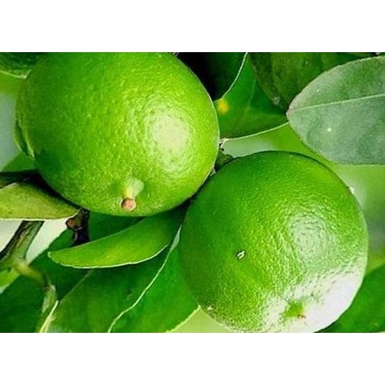 

Terlaris Bog Promo Bibit Tanaman Buah Jeruk Nipis 40Cm Bb90