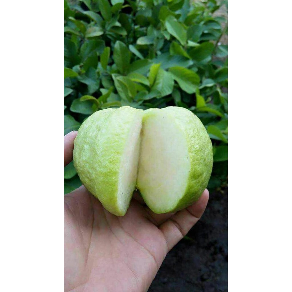 

Terlaris Bibit Tanaman Jambu Bangkok Putih Buah Jambu Bangkok Pohon Jambu