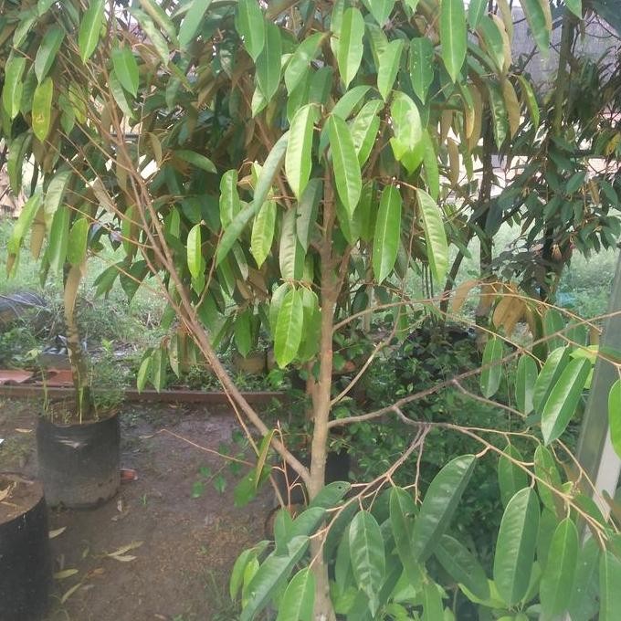 

Terlaris Bibit Durian Super Tembaga Asli