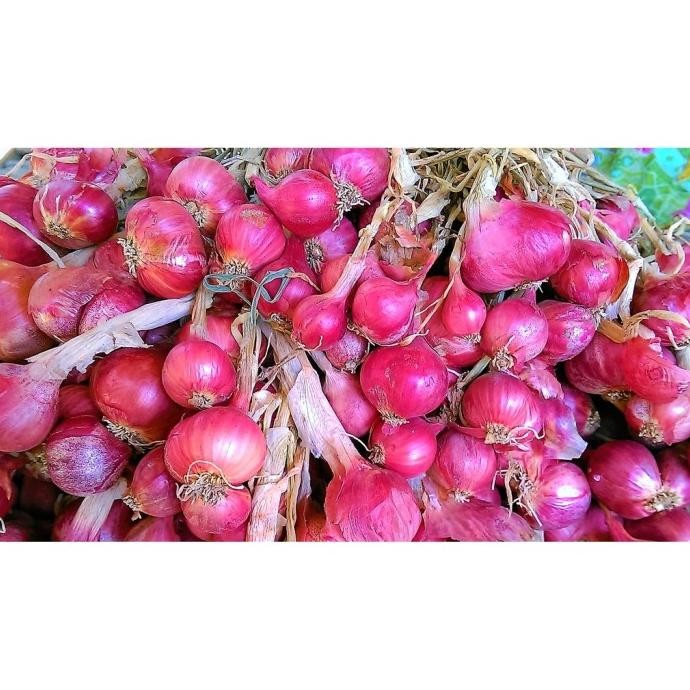 

Terlaris Isi 20 Benih Biji Bibit Bawang Merah Lokal Unggul Berkualitas