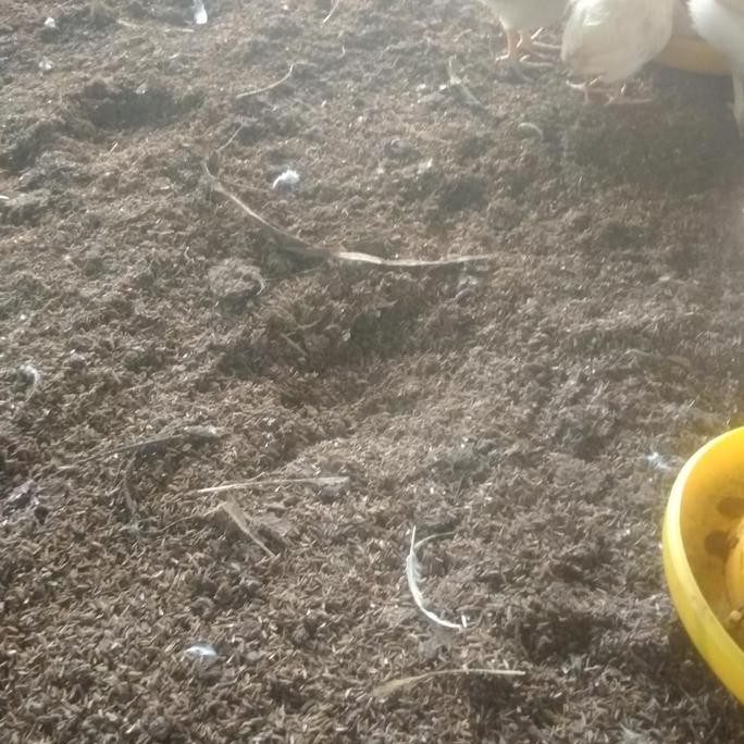 

Terlaris Pupuk Kandang Ayam 1 Kg