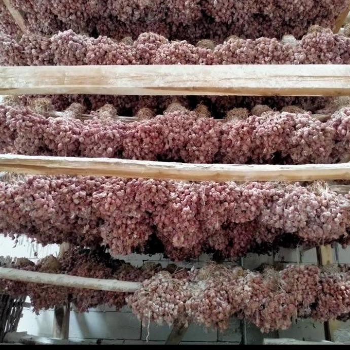 

Terlaris Bibit Bawang Merah Bauci