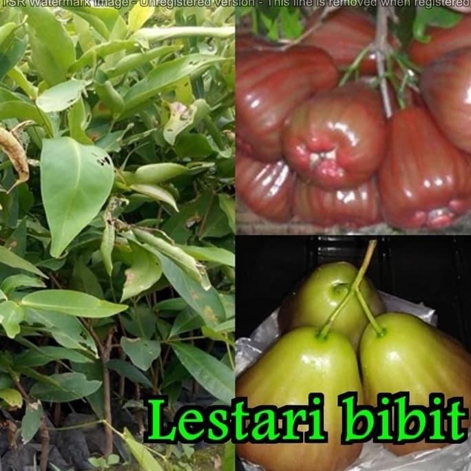 

Terlaris Bibit Jambu Air Bajang Leang
