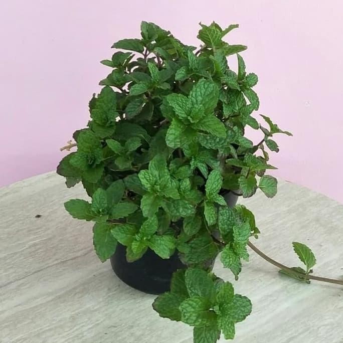 

Terlaris Bibit Tanaman Herbal Daun Mint - Tanaman Herbal Kaya Manfaat