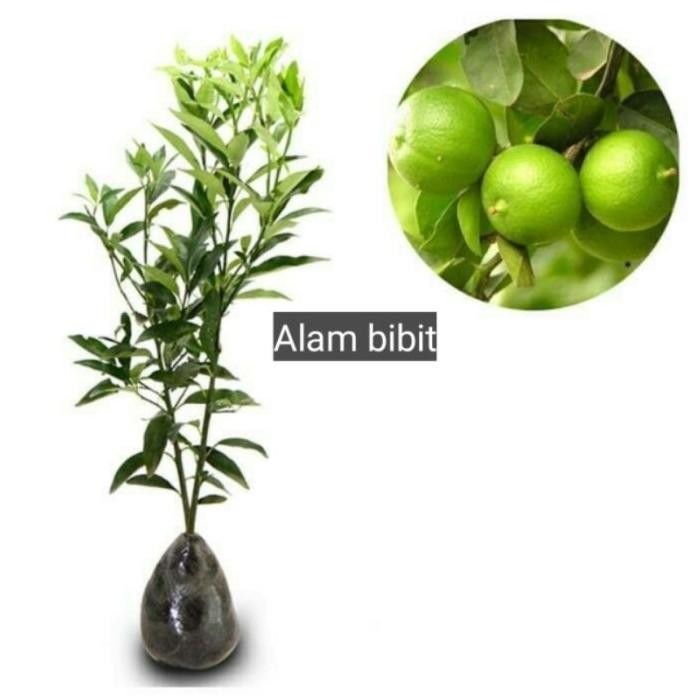 

Terlaris Baru Datang Bibit Tanaman Buah Jeruk Nipis Okulasi Cepat Berbuah Super