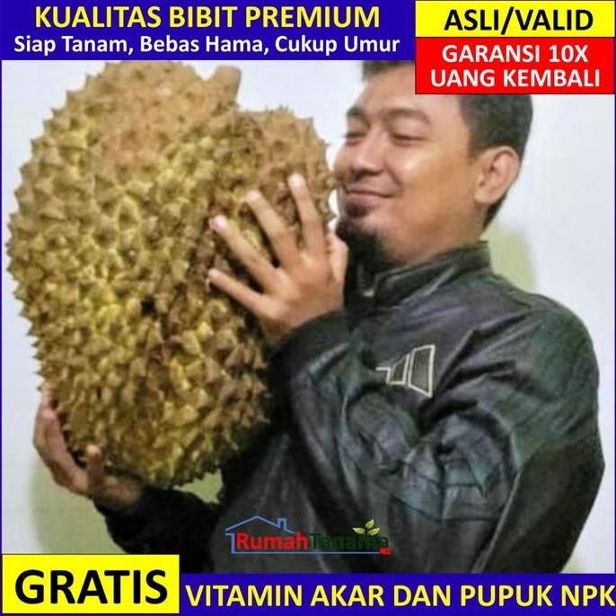 

Terlaris Bibit Tanaman Buah Durian Bawor Unggul, Murah, Bergaransii