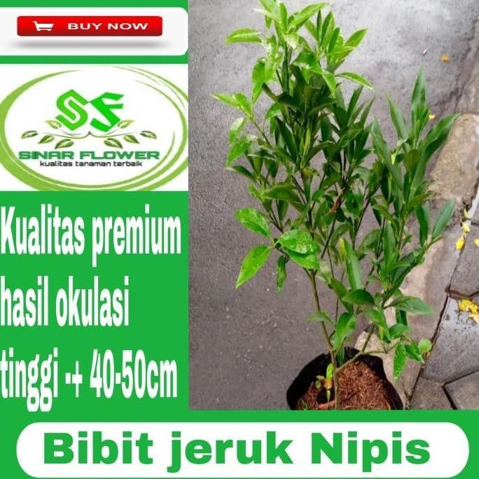 

Terlaris Harga Di Banting Terlaris Bibit Pohon Jeruk Nipis/Pohon Jeruk/Tanaman