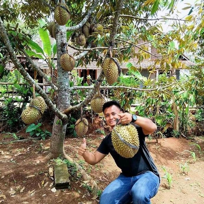 

Terlaris Bibit Durian Montong