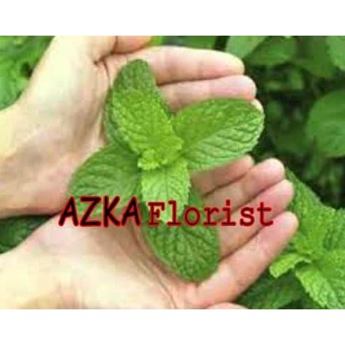 

Terlaris Bibit Tanaman Peppermint / Daun Mint