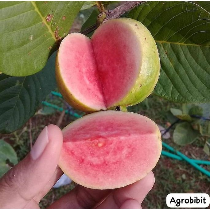 

Terlaris Bibit Buah Jambu Kristal Merah Siap Berbuah