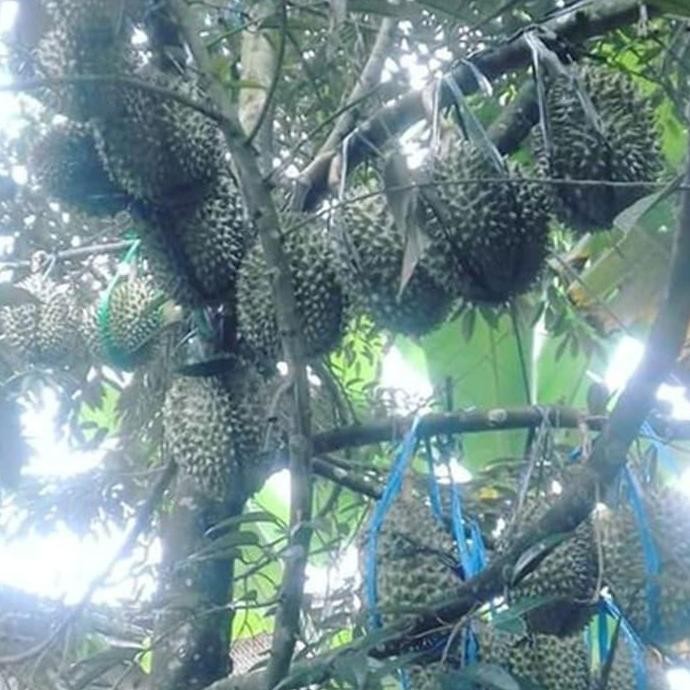 

Terlaris 90 Cm Bibit Durian Duri Hitam - Durian Oche