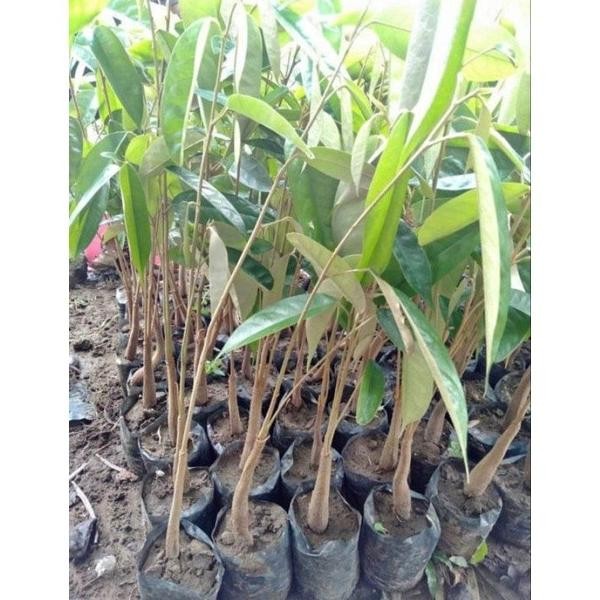 

Terlaris Bibit Durian Musangking Sedling Super Beli 5 Gratis 1