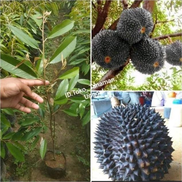 

Terlaris Bibit Durian Duri Hitam Super