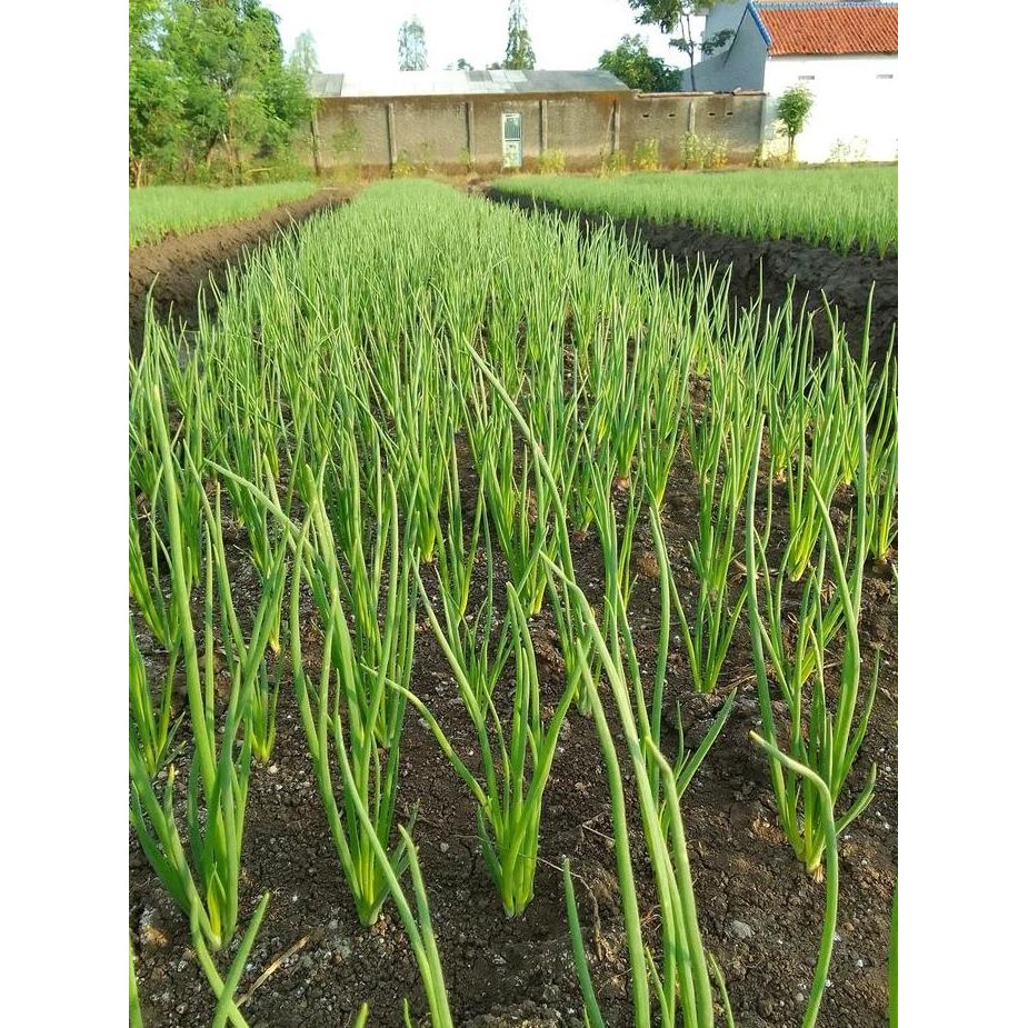 

Terlaris Benih Bibit Bawang Merah Brebes 10 Kilo