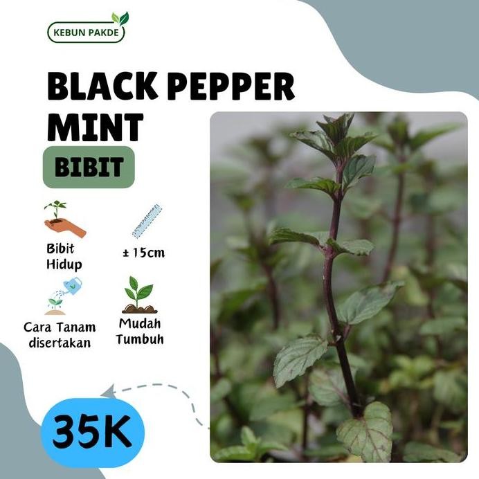 

Terlaris Bibit Tanaman Daun Mint | Black Peppermint | Semriwing | Siap Tanam