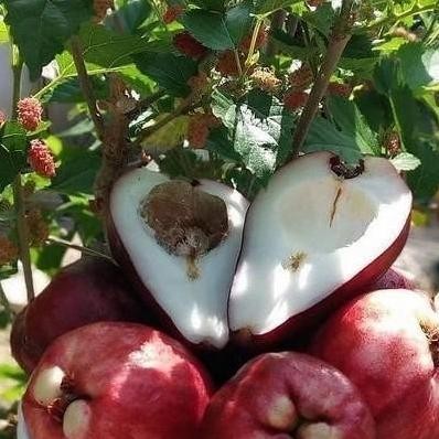 

Terlaris Bibit Jambu Dalhari Super