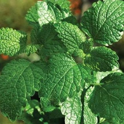 

Terlaris Bibit Daun Mint Papermint