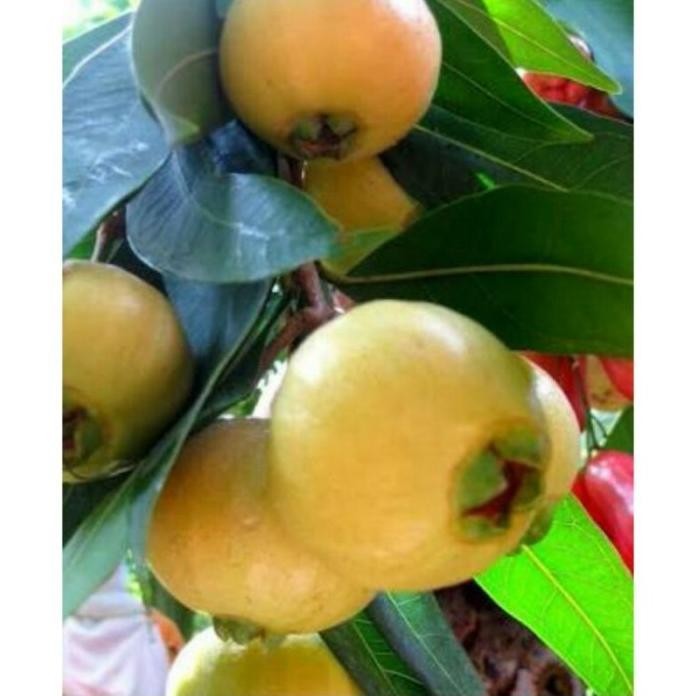 

Terlaris Terlaris Terlaris Tanaman Bibit Buah Jambu Mawar The Best Termurah