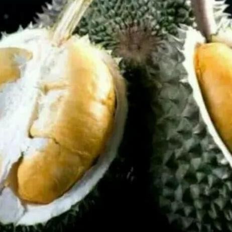 

Terlaris Bibit Durian Hitam Kaki Tiga Asli