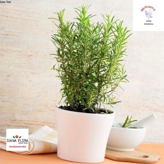 

Terlaris Tanaman Indoor Mini Rosemary Bibit Tanaman Hias Rosemary