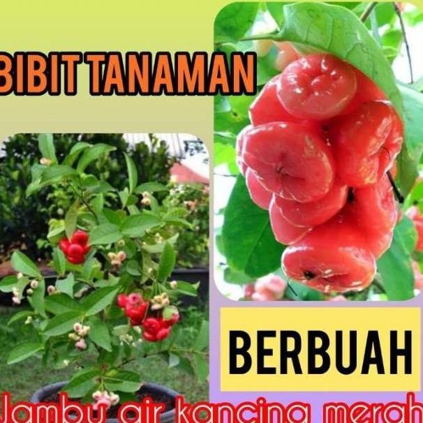 

Terlaris Bibit Jambu Air Kancing Merah Berbuah / Berbunga