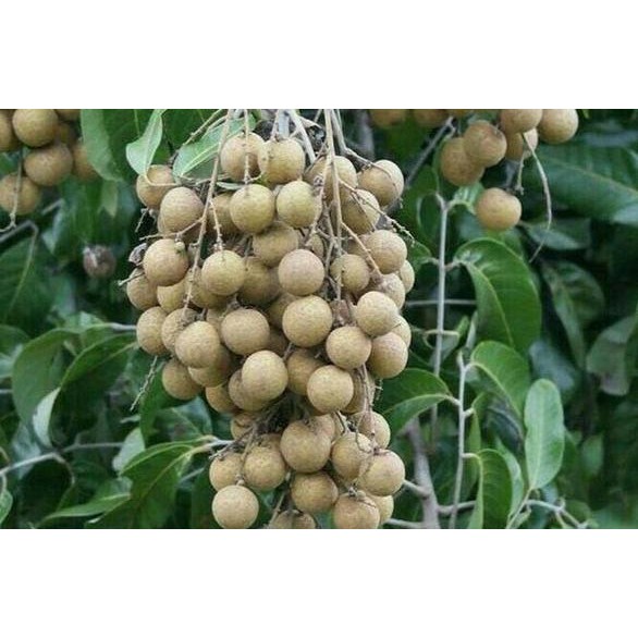 

Terlaris Bibit Kelengkeng Aroma Durian