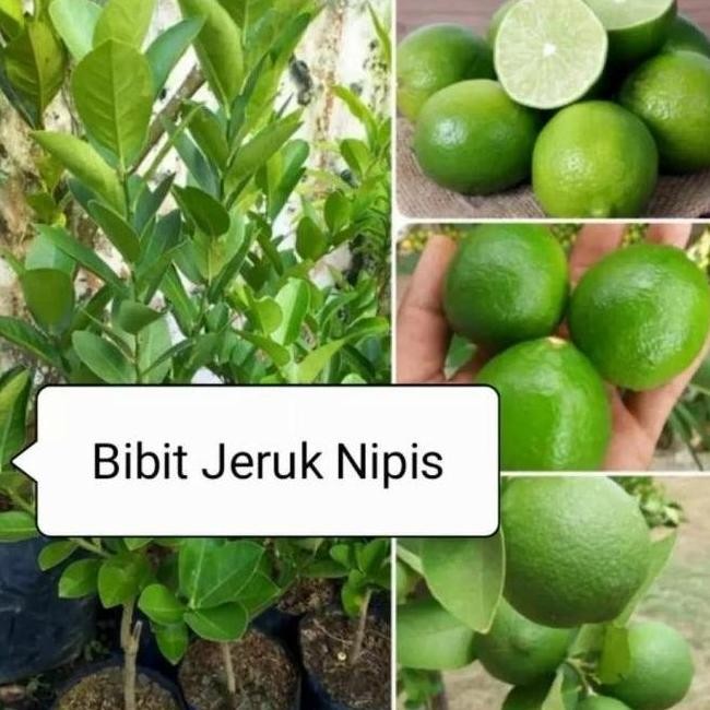 

Terlaris Bibit Pohon Jeruk Nipis Tanaman Buah Herbal Pp22 Bb50 Atz