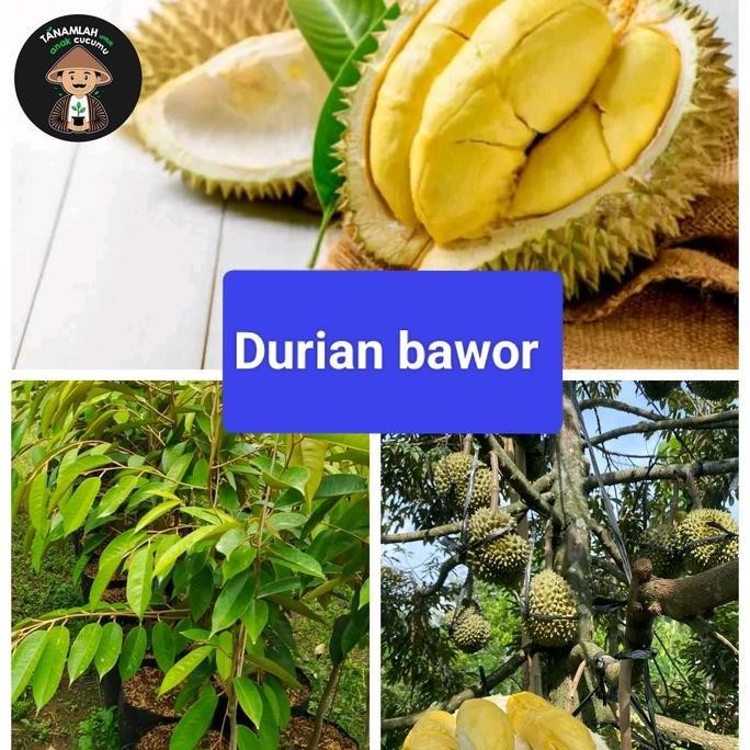 

Terlaris Bibit Durian Bawor Okulasi Cepat Berbuah (Bisa Di Tanam Pot)