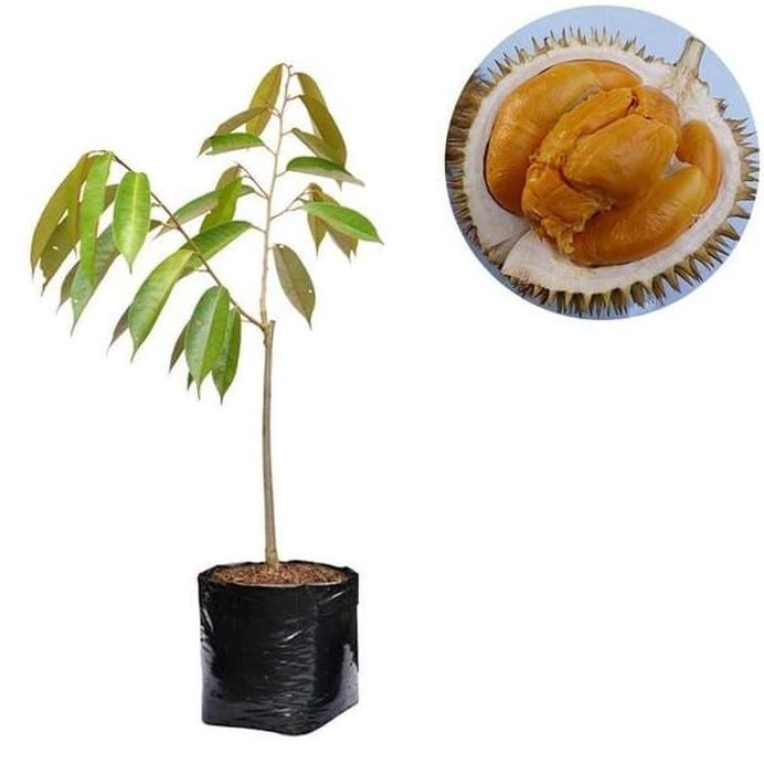 

Terlaris Bibit Tanaman Durian Buah Durian Duri Hitam/Ochee