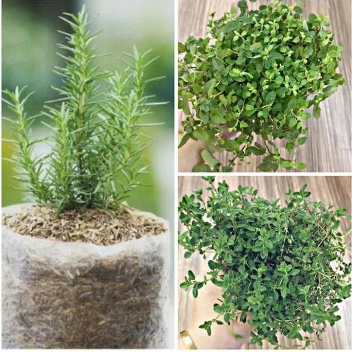 

Terlaris Paket 3 Bibit Tanaman Rosemary, Thyme, Oregano