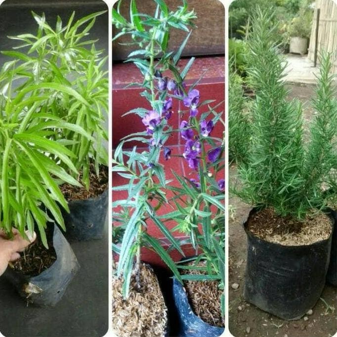 

Terlaris Promo Paket 3 Bibit Zodia, Lavender Dan Rosemary