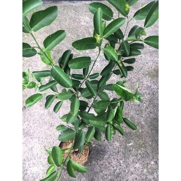 

Terlaris Bibit Tanaman Buah Jeruk Nipis Waybyu 3797Jp