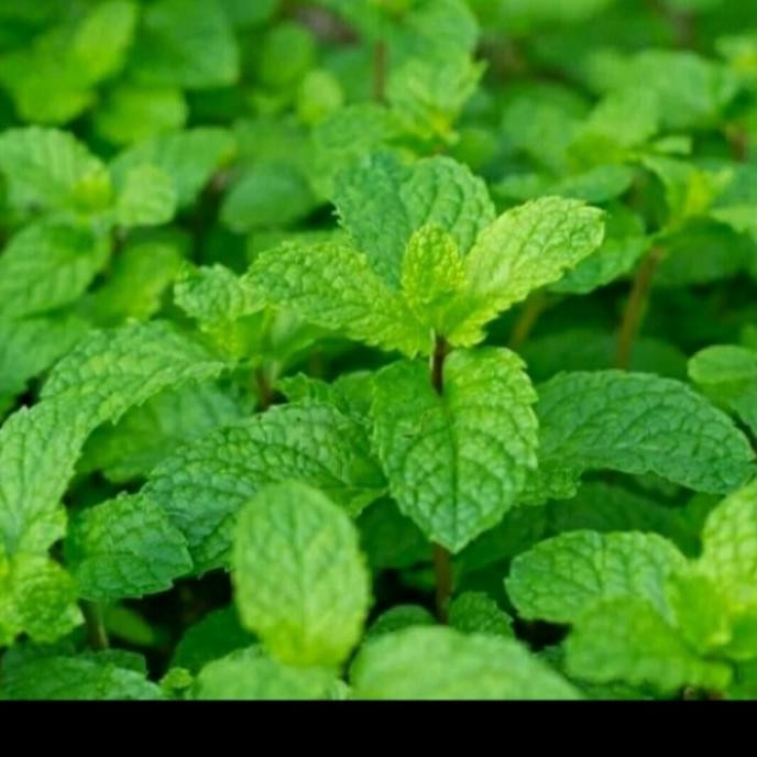 

Terlaris Promo 3 Bibit Tanaman Daun Mint Asli Rimbun Banget