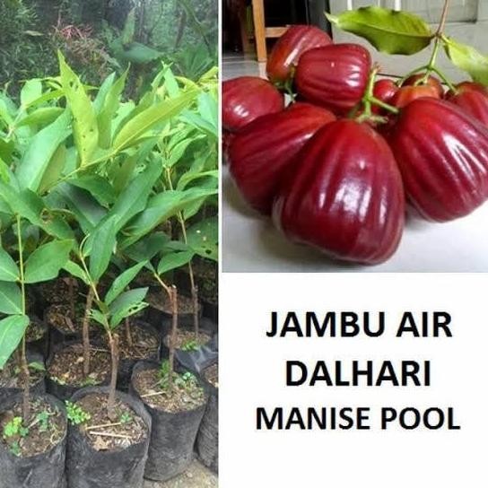 

Terlaris Pohon Jambu Air Dalhari Bibit Pohon Jambu Dalhari